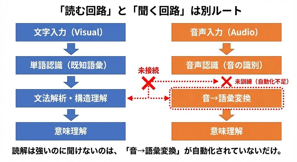 読む回路と聴く回路は別ルート